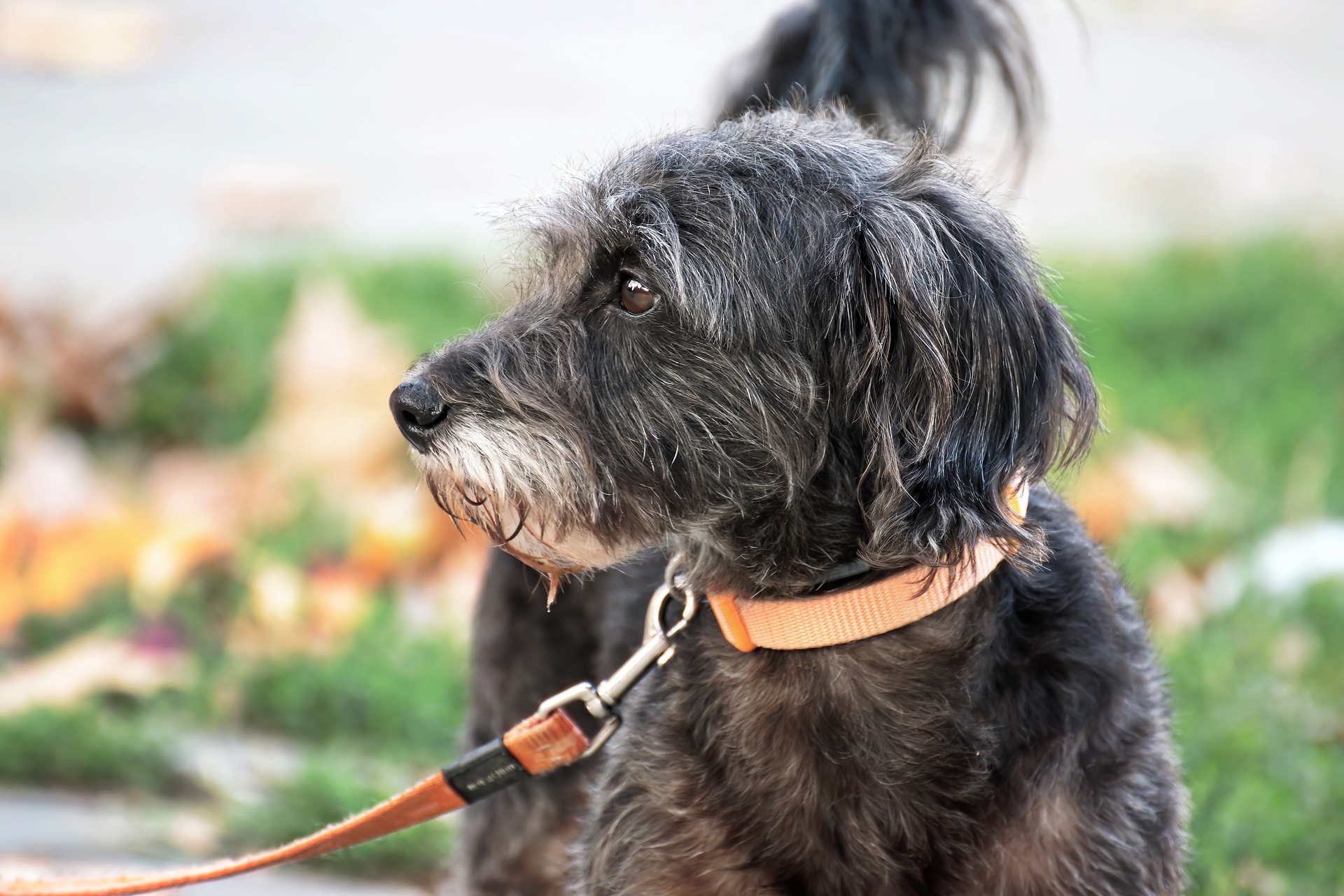 Sai scegliere il collare più adatto per il tuo cane Fido? Ecco alcuni consigli degli esperti