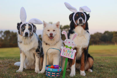 Festeggia la Pasqua in sicurezza con i tuoi amici a quattro zampe!