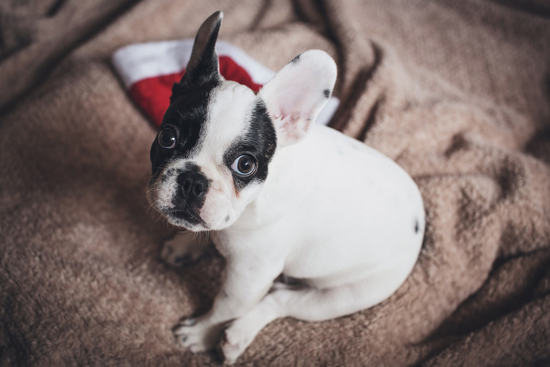 Hai già scelto il regalo di Natale per il tuo cane?