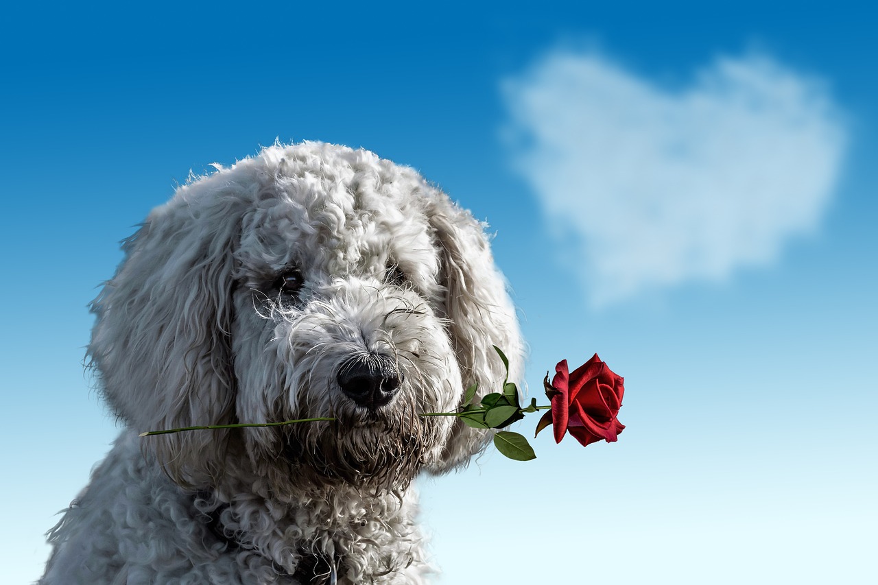 cane san valentino